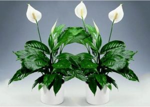 Spathiphyllum (Fericirea Femeii)